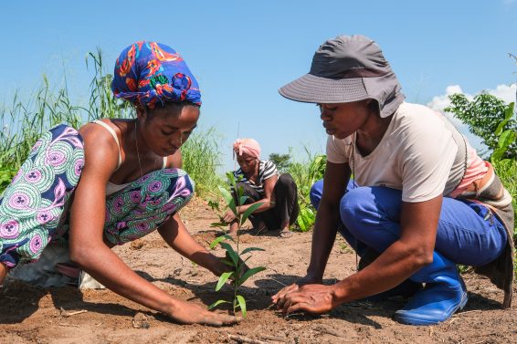 A plantation of acacia tree seedlings in Yangambi, Tshopo Province , Democratic Republic of Congo. Photo by xel Fassio / CIFOR-ICRAF