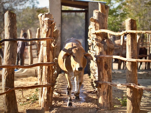 A race against ticks: How one Zambian Chiefdom is taking livestock health into its own hands