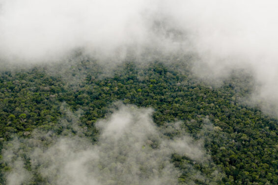 Aerial view of dense Amazon rainforest partially covered by clouds, near Manaus in the Brazilian state of Amazonas.