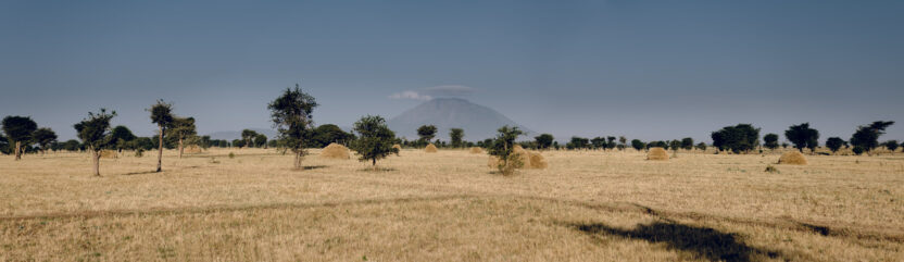 View of deforestation around Lake Lagano area, 20 years ago migration, agricultural expansion and charcoal production cleared the forests in this area. The bigger trees are Acacia Tortilis (Vachellia tortilis) used for charcoal and animal fodder (goats and sheep eat its leaves). They can grow nearly anywhere in Ethiopia. In the valley, the main agricultural activities are sheep, cow and goat rearing and wheat production. Photo by Ollivier Girard / CIFOR-ICRAF