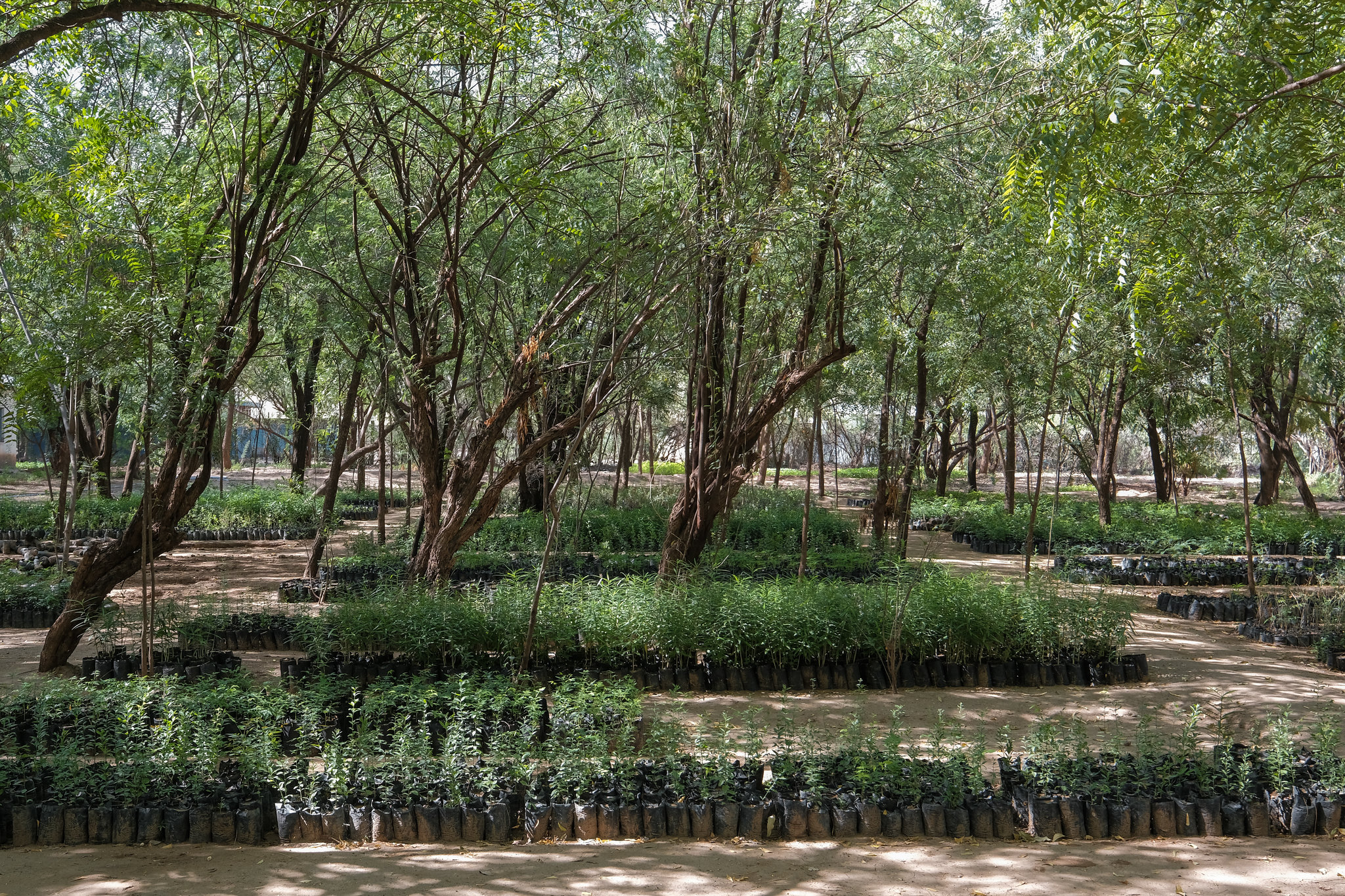Building restoration skills from the ground up: Tree nursery training takes root in Kenya