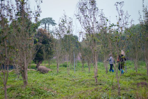 AE-TPP 2025 participants walk through a diversified agroforestry farm with scattered trees and free-range pigs during a field visit.