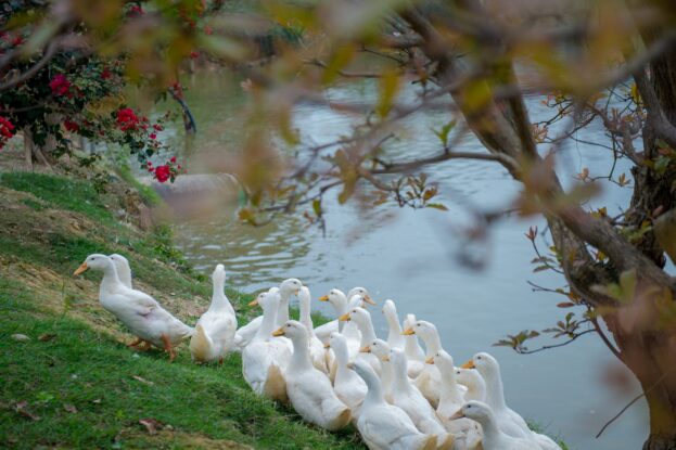 Group of white ducks near a pond surrounded by grass and flowering bushes, illustrating integrated agroecological farming observed during the transition game field visit.