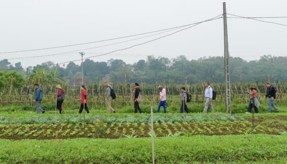 Participants walking through diversified crop rows during a field visit in Hoa Binh province.