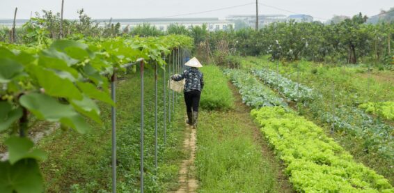 Woman wearing a conical hat walks through a lush, diversified vegetable farm with trellises and leafy greens in Vietnam.