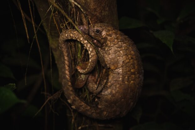 White-bellied pangolin curled around a tree trunk at night in Cross River State, Nigeria, highlighting its role in wild meat sustainability and wildlife conservation.