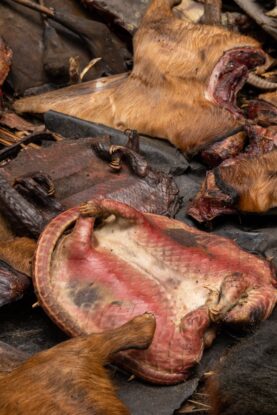 Close-up of processed wild meat with pangolin skins and other animal parts at a market in Nigeria, showing threats to wild meat sustainability and biodiversity.