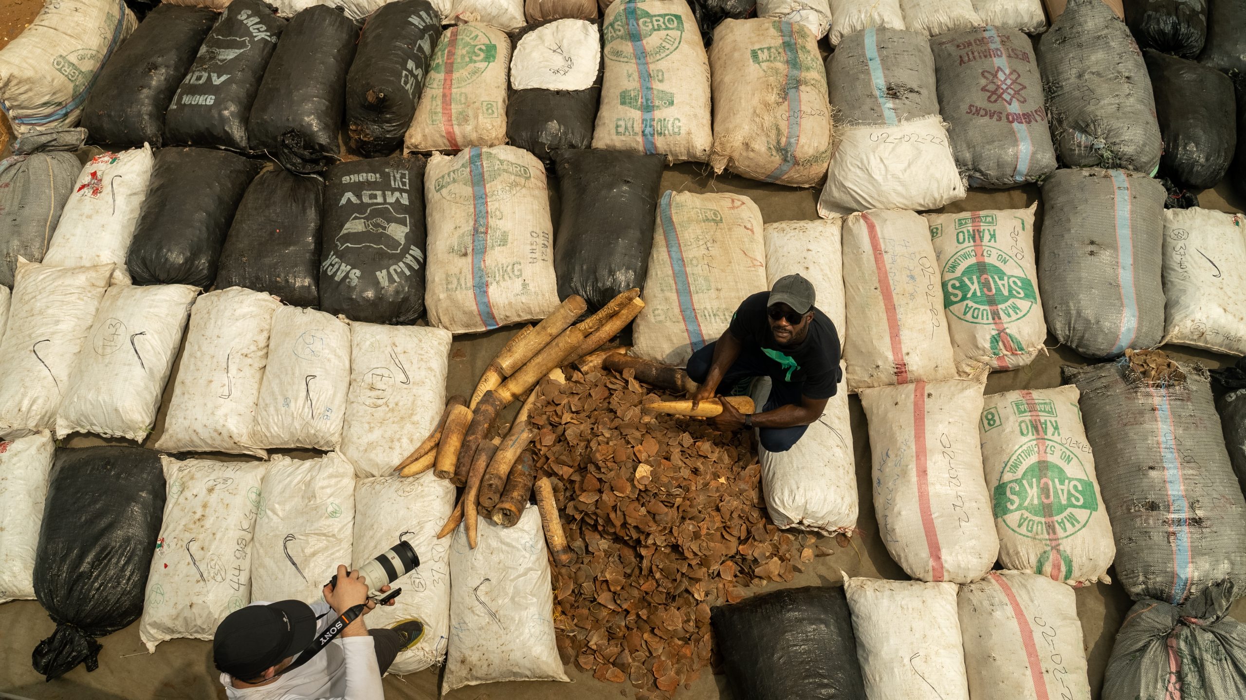 Defining ‘sustainable use’ of wildlife in West and Central Africa: is it possible?