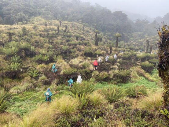 Search team trekking through alpine swamp on Mount Obree in Papua New Guinea during the expedition to locate the WWII Flying Dutchman wreck.