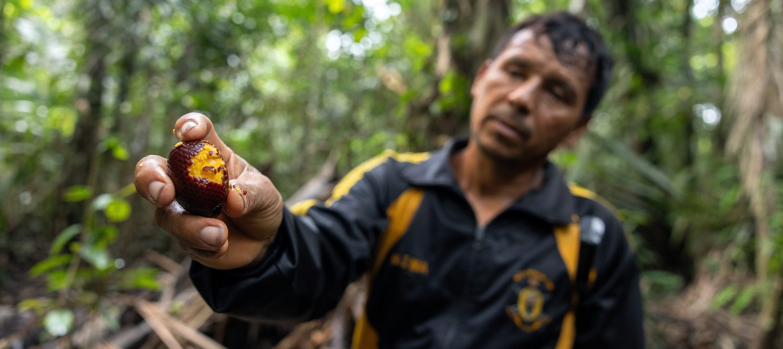 Will sustainable management keep a forest dominated by palms — and Amazon traditions — alive?