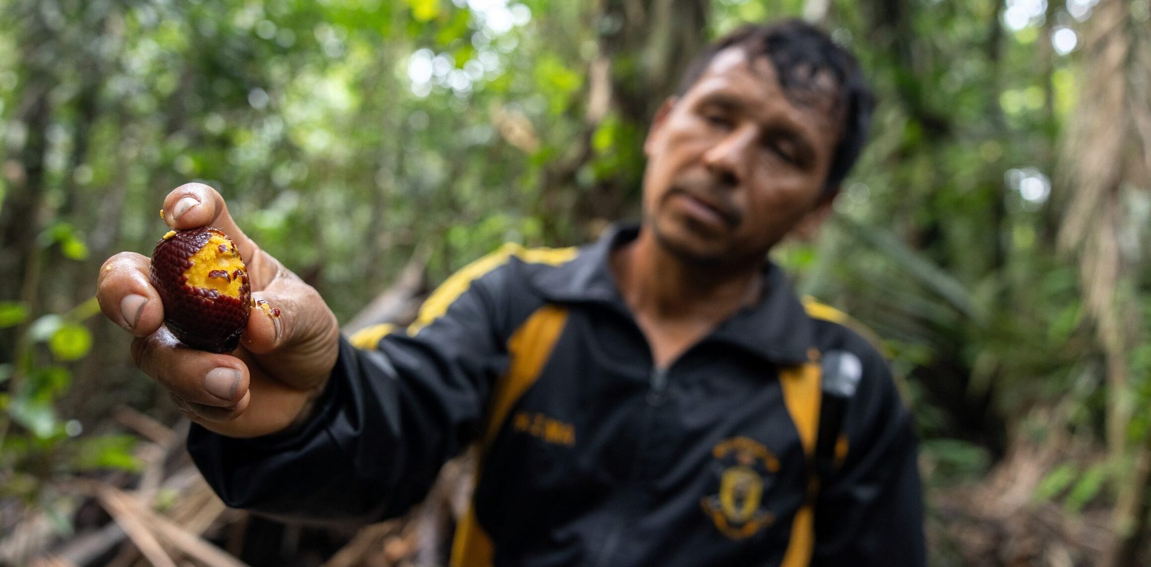 Will sustainable management keep a forest dominated by palms — and Amazon traditions — alive?