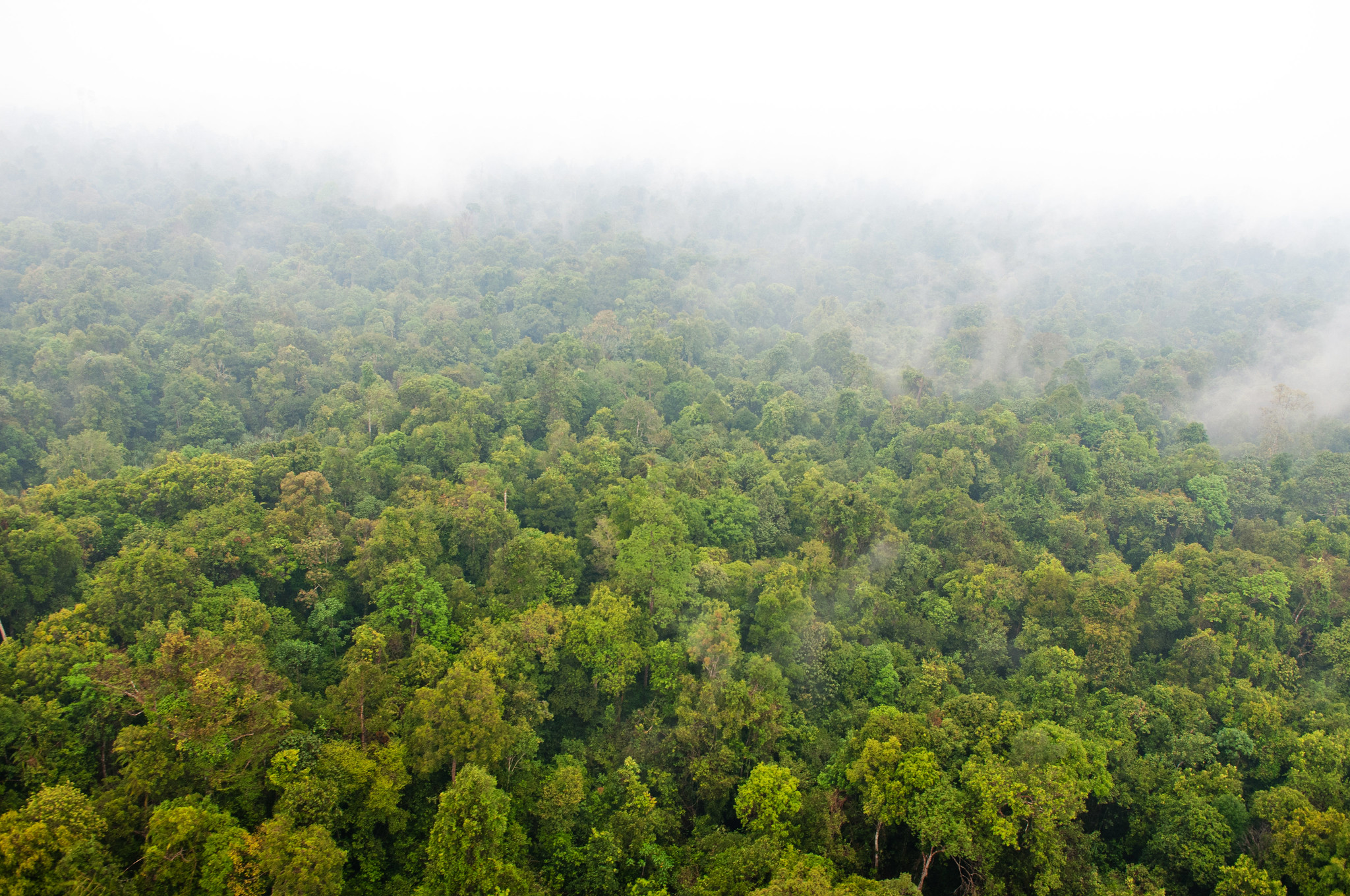 Dense green forest canopy in Southeast Asia covered in haze from forest fires, with limited visibility due to rain.
