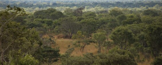 A wide view of Miombo woodlands in northern Zambia, with scattered trees and dry grasses stretching across the landscape under a cloudy sky.