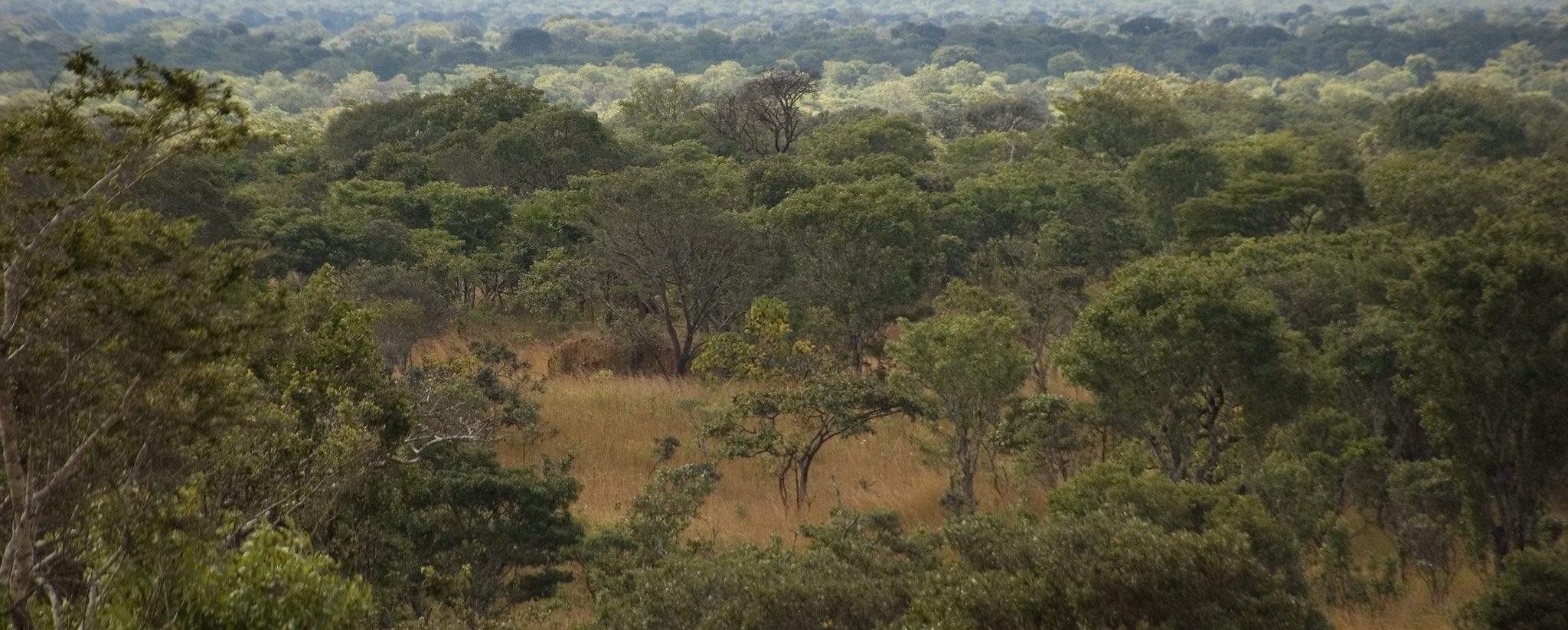 A wide view of Miombo woodlands in northern Zambia, with scattered trees and dry grasses stretching across the landscape under a cloudy sky.