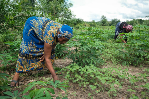 Women farmers from the Akilimali association working in cassava fields in Yanonge, Democratic Republic of the Congo, within the Yangambi landscape.