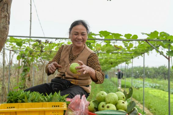 A Vietnamese family farmer smiles while harvesting guava in an agroecological farm in Hòa Bình, demonstrating the role of family farmers and agroecology in building climate resilience.