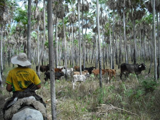 A cattle herder on horseback drives cows through Karanda’y palm savanna in the Paraguayan Chaco, highlighting livestock expansion as a driver of tropical dry forest loss.
