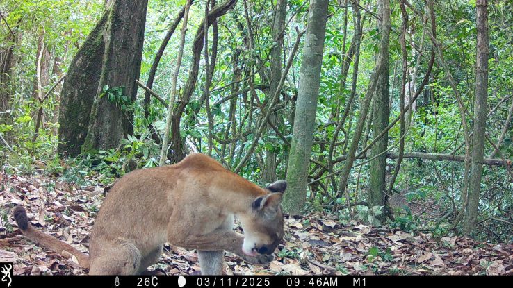 A puma grooming itself in a forest clearing, photographed by a camera trap in Guyana’s Rupununi region.