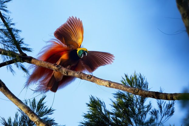 Male Raggiana bird-of-paradise showing vivid red and yellow feathers while displaying on a tree branch in Papua New Guineaโs forest canopy.