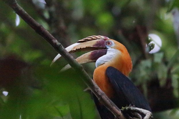 Papuan hornbill with an orange head and large curved beak perched on a branch in Papua New Guineaโs forest, linked to traditional uses in feather harvesting in Papua New Guinea.