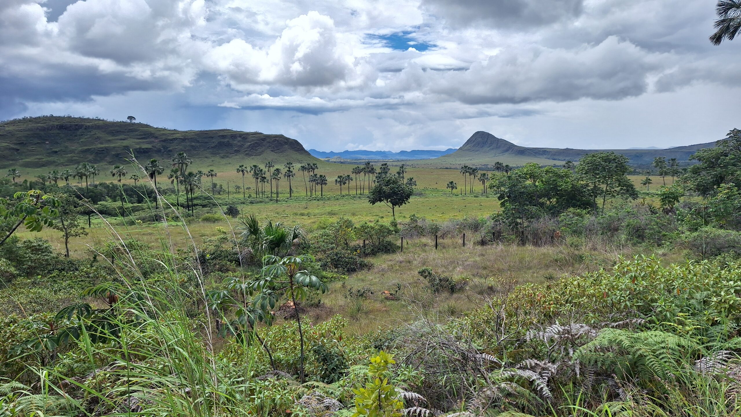 Investimentos para o Cerrado brasileiro: o bioma que garante água, biodiversidade e futuro