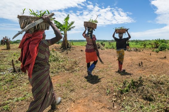 Women carrying baskets of acacia seedlings across farmland in Yangambi, DRC, illustrating community participation in restoration and its link to policy pathways for ecosystem restoration.