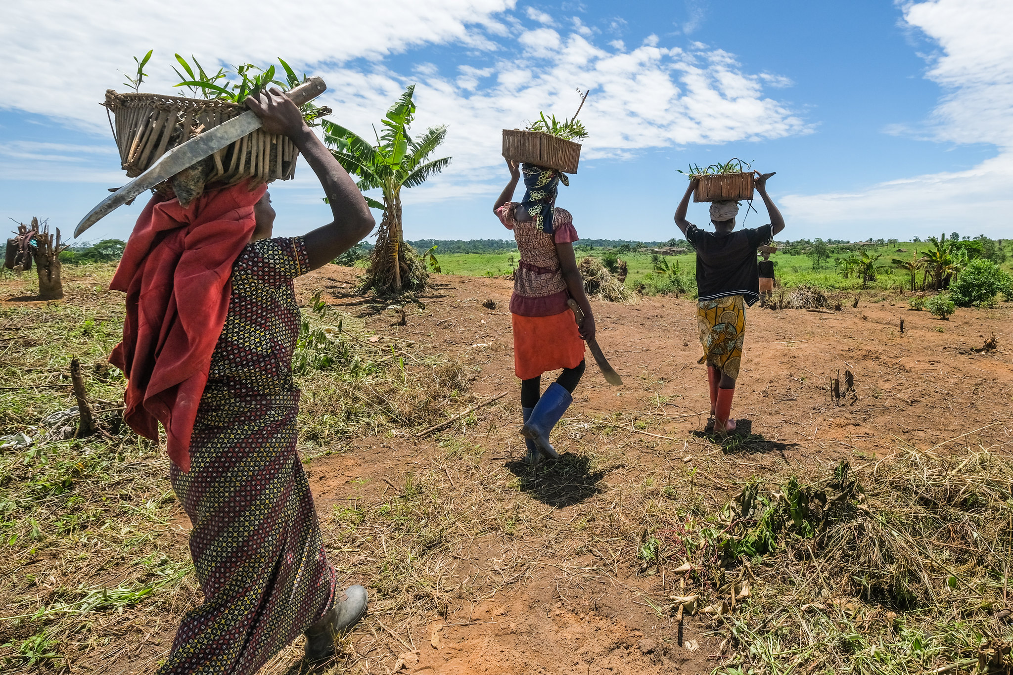 Women carrying baskets of acacia seedlings across farmland in Yangambi, DRC, illustrating community participation in restoration and its link to policy pathways for ecosystem restoration.