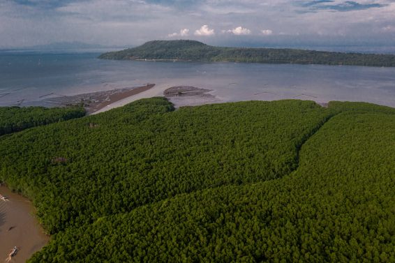 Aerial view of dense mangrove forests along Pangpang Bay in Banyuwangi Regency, East Java, showing tidal waterways and coastal vegetation that store blue carbon and protect shorelines from erosion.