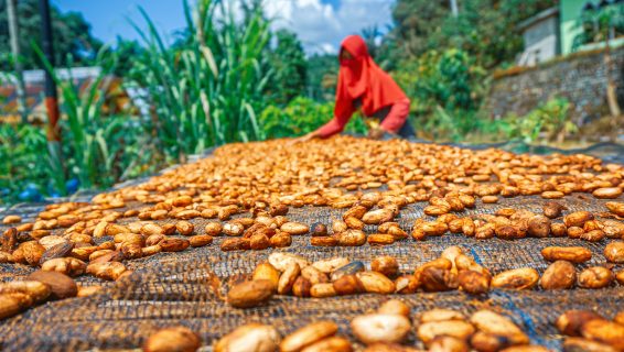 Farmer in North Luwu, Indonesia, drying cocoa beans under the sun to ensure quality and support sustainable livelihoods.