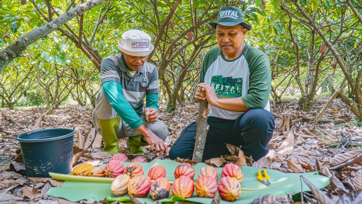 Farmers in North Luwu, Indonesia, examining freshly harvested cacao pods that demonstrate the results of Good Agricultural Practices such as pruning, shade management and sustainable harvesting.