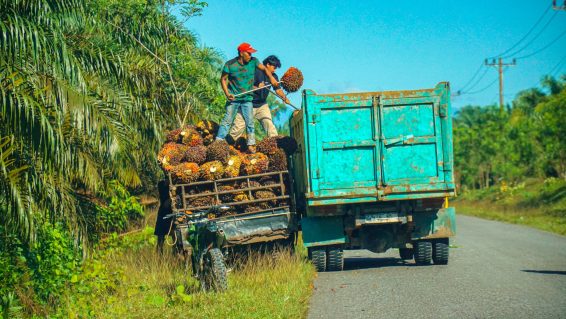 Farmers in North Labuhanbatu, Indonesia, loading harvested oil palm fruit bunches onto a truck for transport to nearby mills.
