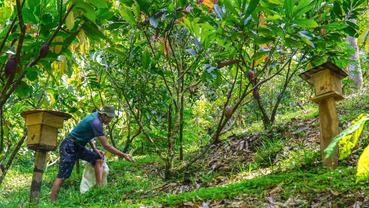 Farmer tending cocoa trees and Trigona beehives in North Luwu, Indonesia, combining agroforestry and beekeeping to boost income and biodiversity.