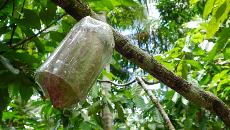 Plastic sleeve covering a cocoa pod in the Philippines, used by farmers to prevent cocoa pod borer damage through sustainable pest management.