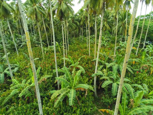 Aerial view of cacao and coconut trees growing together in an agroforestry system in Davao de Oro, Philippines, promoting biodiversity and climate resilience.