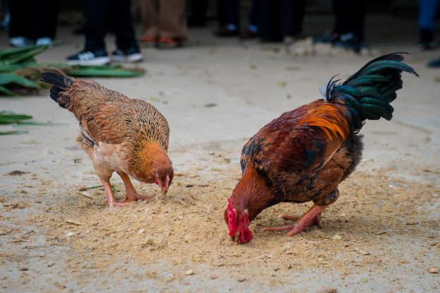 Chickens feeding on local feed at an agroecological farm in Vietnam, showing progress in agroecology through integrated livestock practices.