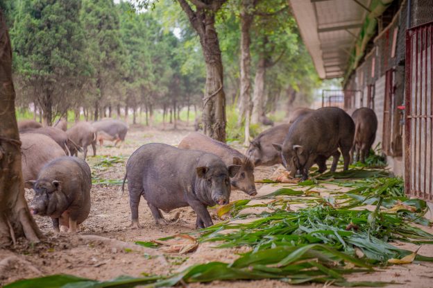 Native pigs feeding on farm-grown plants in Vietnam, highlighting progress in agroecology through sustainable and integrated livestock farming.