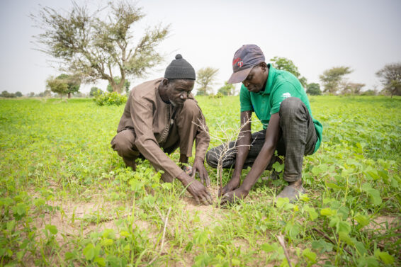 Two men in Senegal kneel to prune a young tree in a field, demonstrating FMNR techniques that improve soil health and crop productivity.