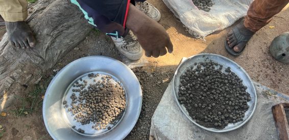 Metal trays filled with seedballs in northern Cameroon, with farmers coating and drying seeds for planting.