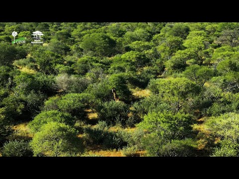 Regional Centres of Excellence for Biodiversity and Forests