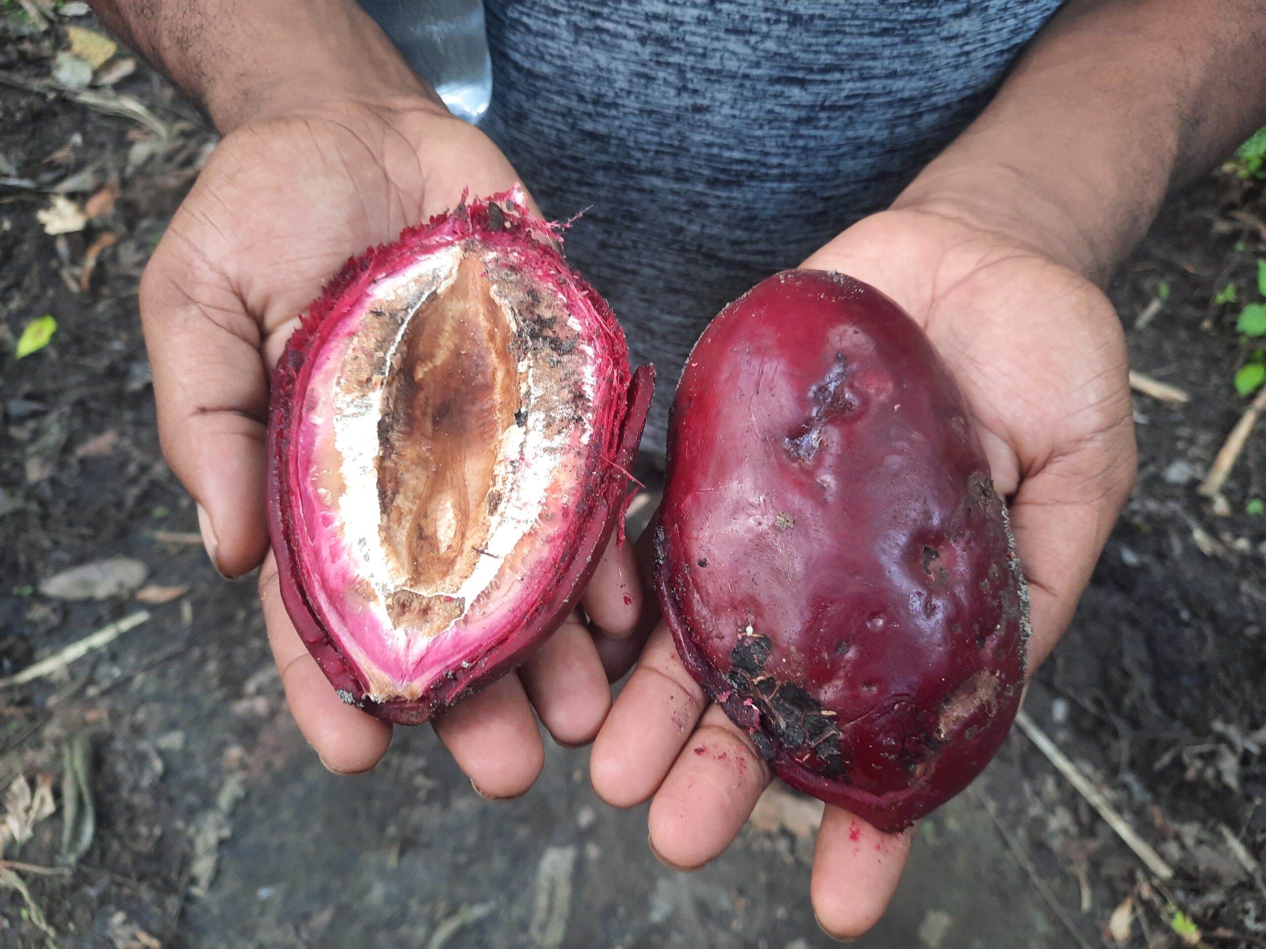 Close-up of freshly harvested okari nuts held in two hands, showing the red husk and inner kernel.