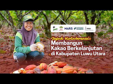 Masa Depan Petani Kakao di Luwu Utara: Agroforestri untuk kesejahteraan ekonomi dan kelestarian