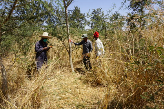 Faidherbia albida breeding seed orchard being thinned in Mojo, Oromia, Ethiopia
