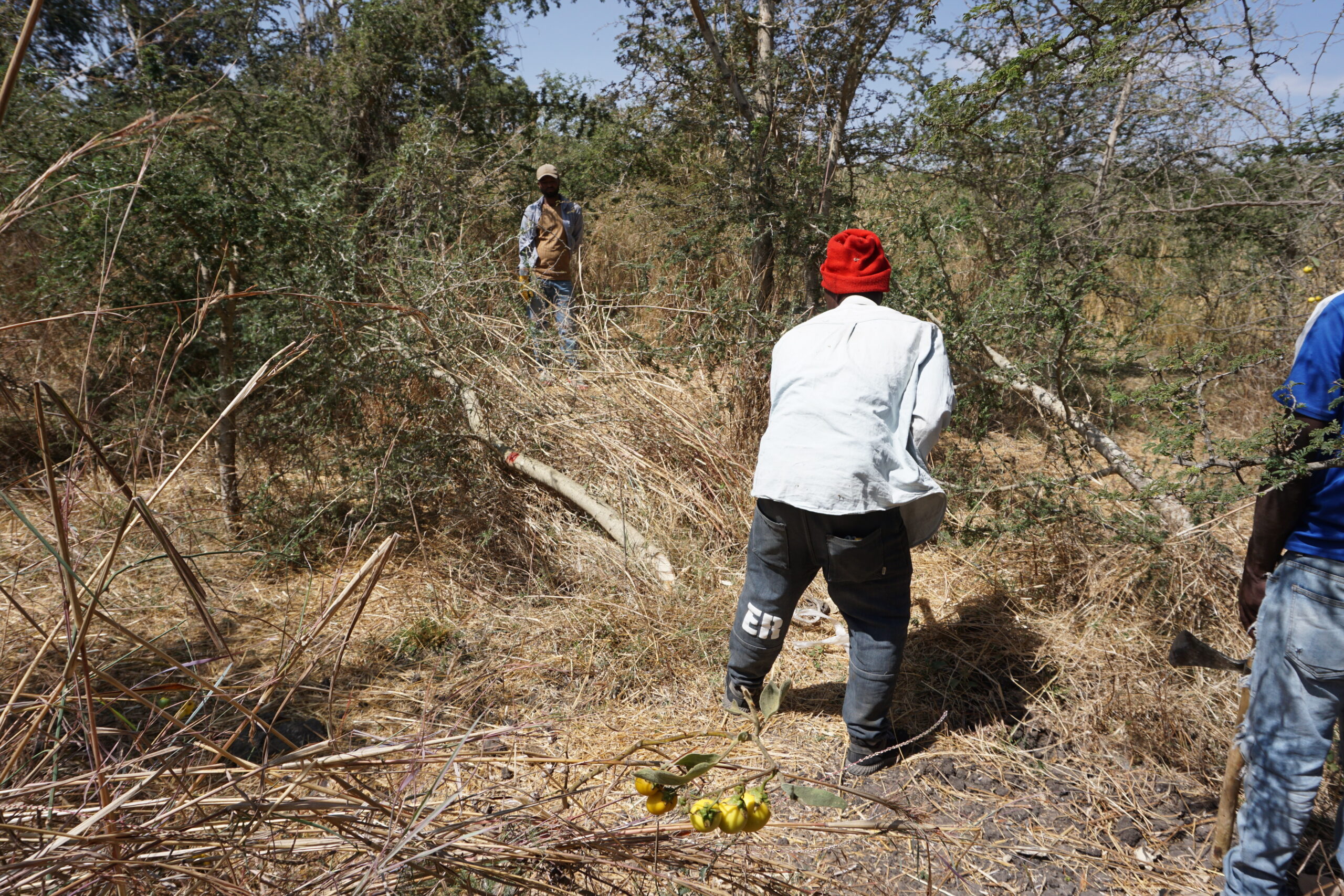 Workers cutting selected trees during thinning in a Faidherbia albida seed orchard in Mojo