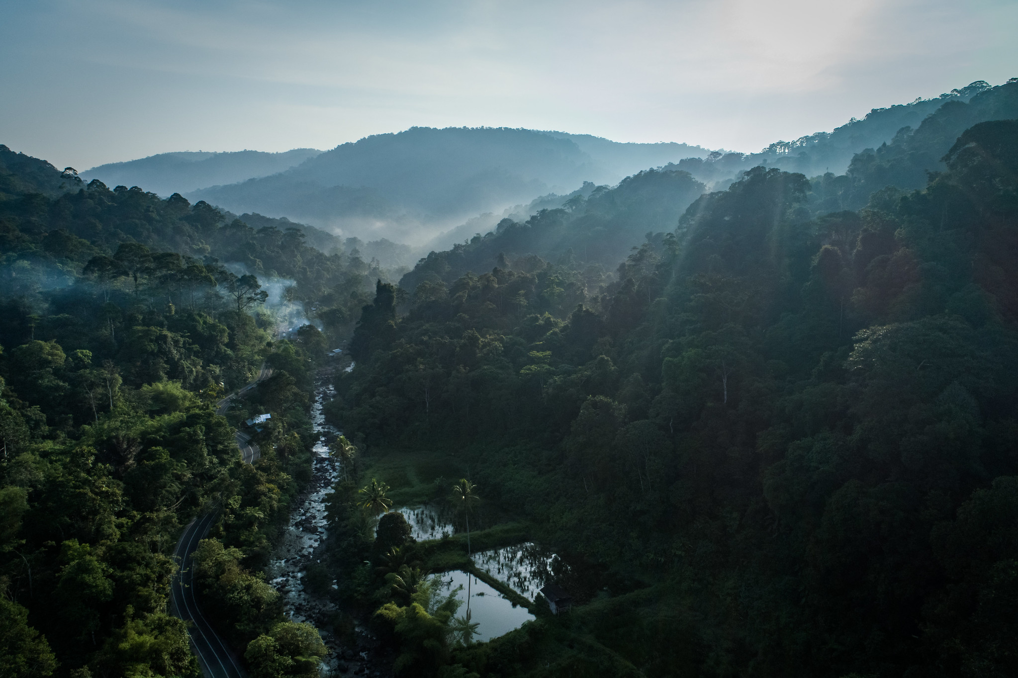 Cuatro visiones hacia 2050, un solo bosque