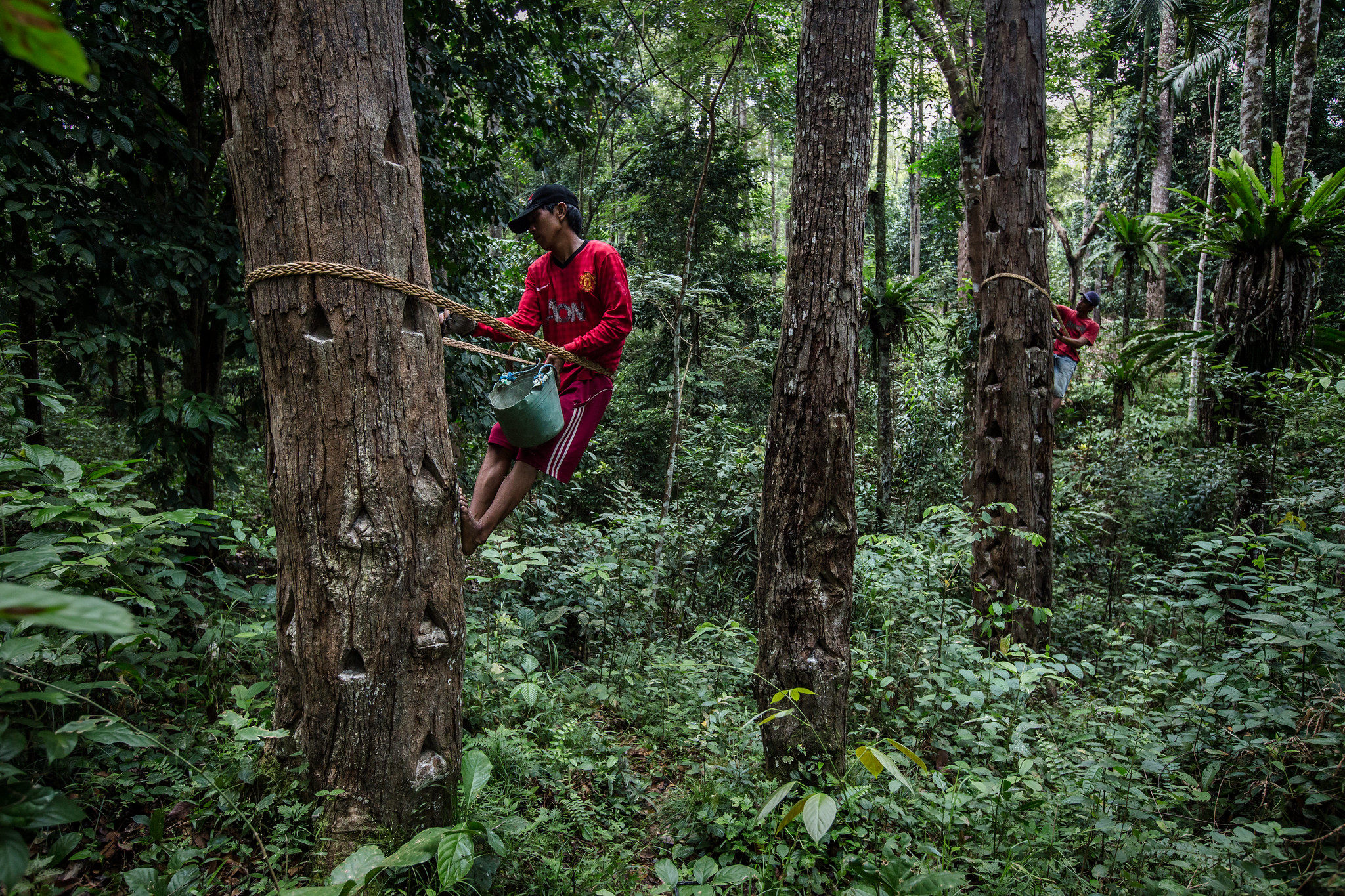 A person tapping a tree for resin in a forest agroforestry system in Lampung, Indonesia