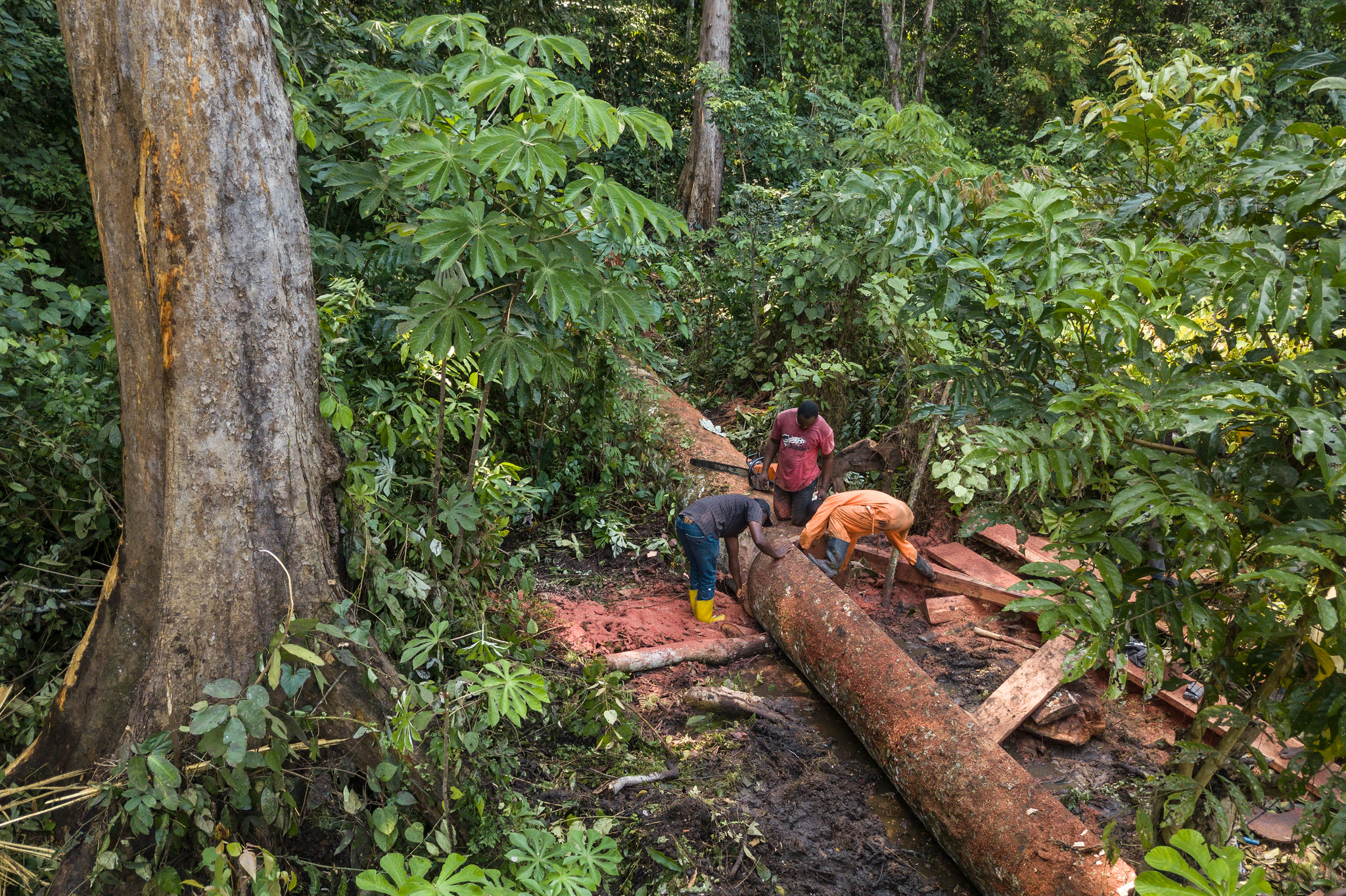Workers cut a sapelli tree in a forest near Lieki, Democratic Republic of the Congo.