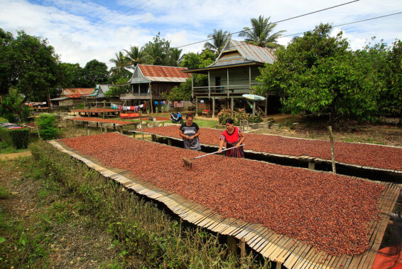 Cocoa beans spread out to dry near village houses.