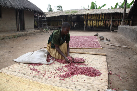 Woman sorting groundnuts on a mat outside a rural home in Malawi, with crops drying in the background.