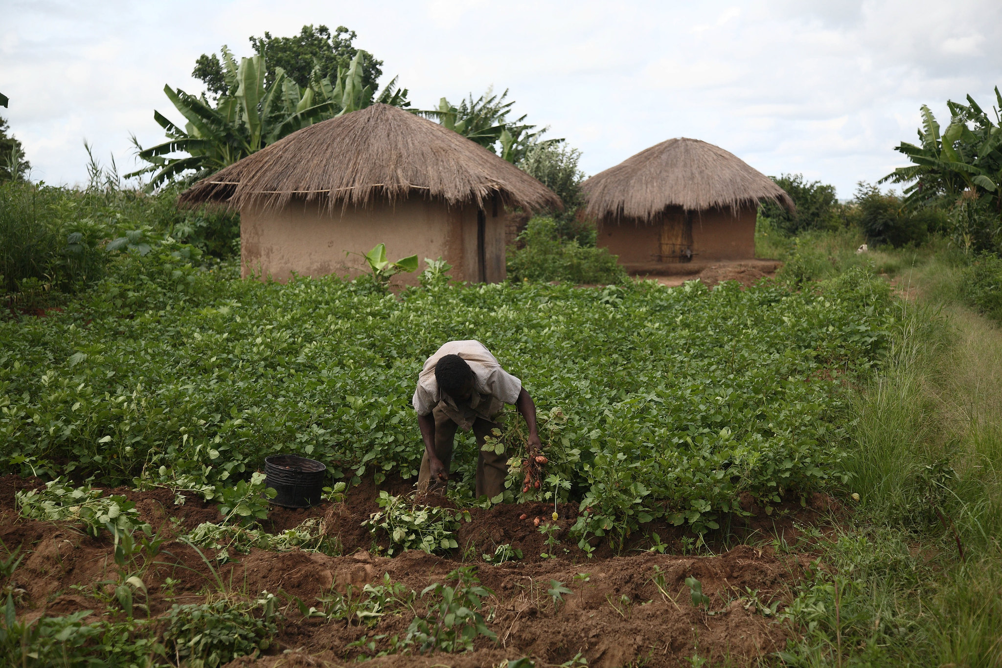 Farmer working in a crop field beside traditional houses in rural Malawi.