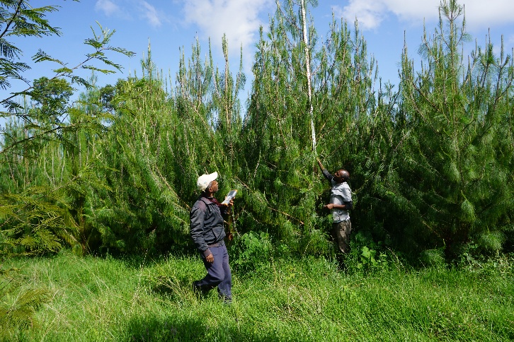 Researchers measuring height and diameter of Pinus patula trees in Ansewe seed orchard